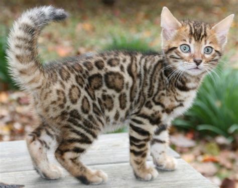 Bengal House Cat Hypoallergenic Care About Cats