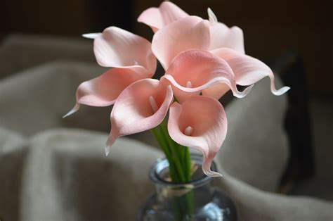 Blush Pink Calla Lilies Real Touch Flowers Diy Silk Wedding Etsy