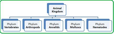 4 Animal Kingdom Classification Biology Notes For