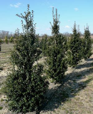 Maybe you would like to learn more about one of these? Ilex x aquipernyi 'Dragon Lady®' from Hopewell Nursery