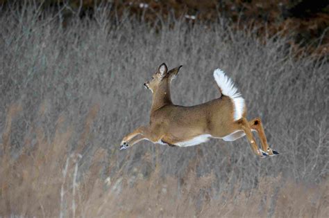White Tailed Deer Facts Odocoileus Virginianus