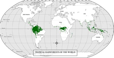 Most of this rainforest is located in pacific new guinea with a very small portion of the forest in the northeast of australia. Expedition Earth: Tropical rainforest