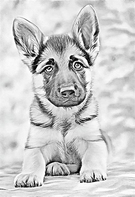 German Shepherd Puppy In Pencil Digital Art By Angie Tirado Fine Art