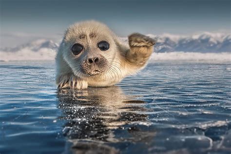 Lake Baikal Freshwater Seal Pup Photo By Sergey Anisimov R