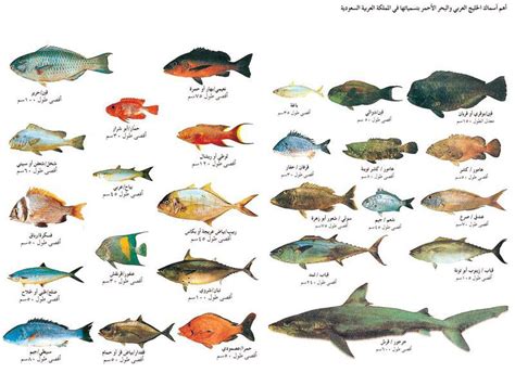 انواع السمك مع الصور