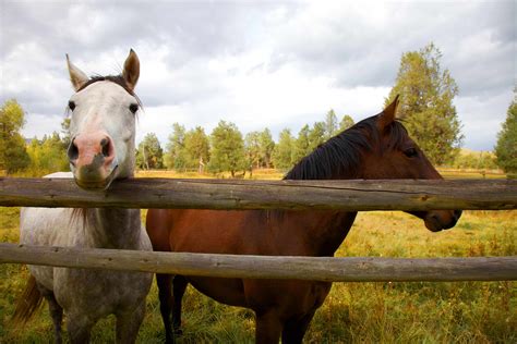 Free Picture Up Close Two Horses Fence