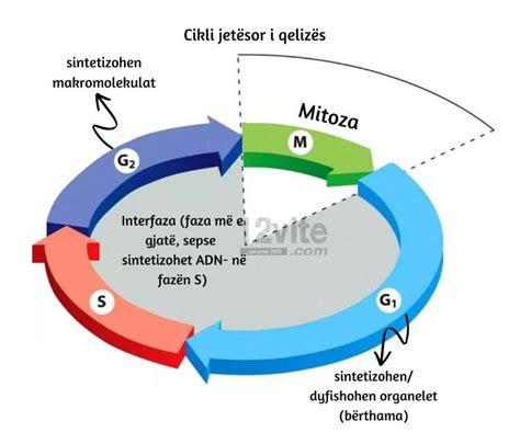 5 Mitoza Dhe Mejoza Biologjia Për Maturën Shtetërore