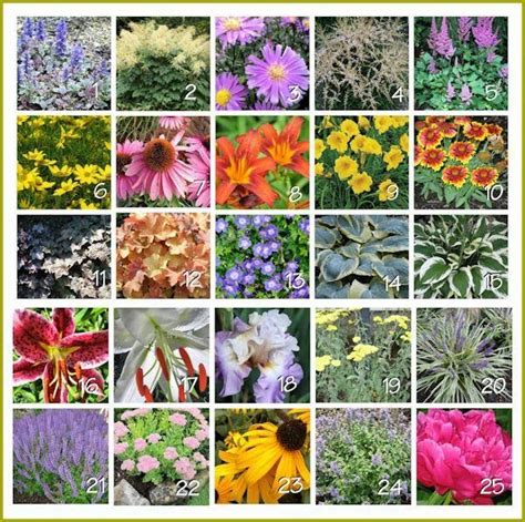 This encourages the plant to produce more blooms; A GUIDE TO NORTHEASTERN GARDENING: Landscape Perennials ...