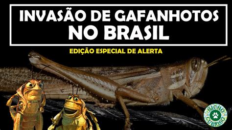 Invasão De Gafanhotos No Brasil Bicho Curioso Youtube