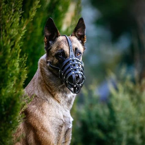 Dog Wearing Muzzle Vlrengbr