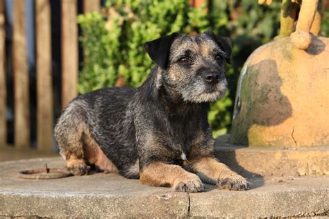 Border Terrier Dog Breed Information Pictures And More
