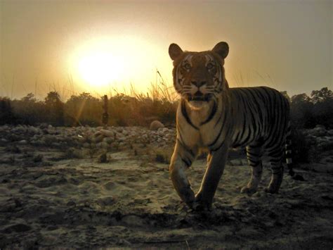 Nepal Doubles Its Tiger Population Raising Hope For Global Recovery Of