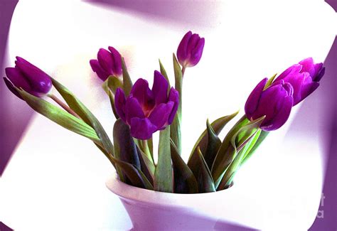 Flowers For Flower Lovers Purple Tulip Flowers Pictures