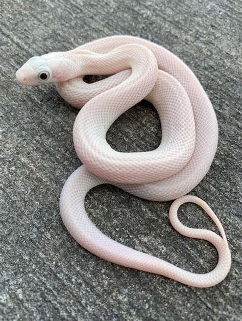 Leucistic Texas Rat Snakes For Sale Snakes At Sunset