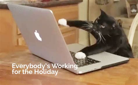 Cat furiously typing on the keyboard. Let Your Website Work For YOU This Christmas | Infomedia, Inc.