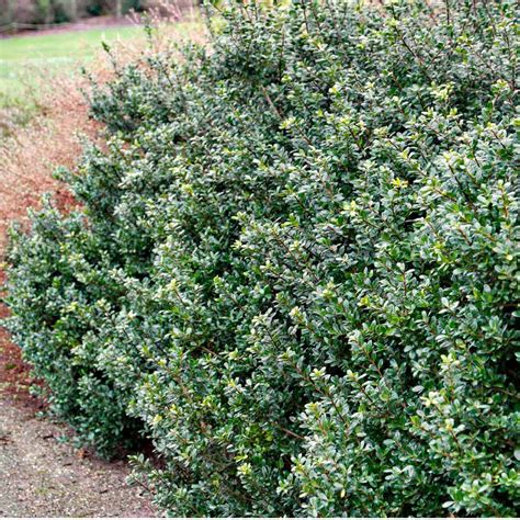 Compacta Japanese Holly Shrubs For Sale