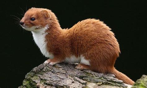 15 Amazing Animals that Start with the Letter E | Animals, Animals