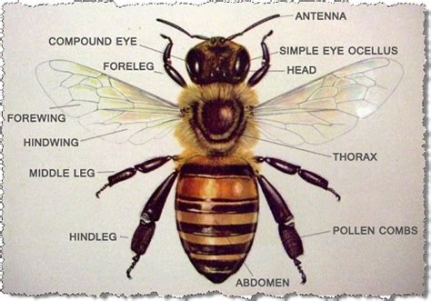 Honey Bee Parts Of Its Body