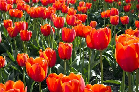 Tulips Netherlands Tulip Free Photo On Pixabay