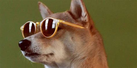 Bodhi Menswear Dog On Instagram Menswear Dog To Release New Book