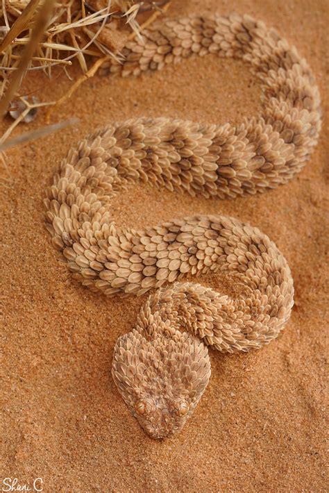 Sand Viper Cerastes Vipera עכן קטן As Found After Fol Flickr