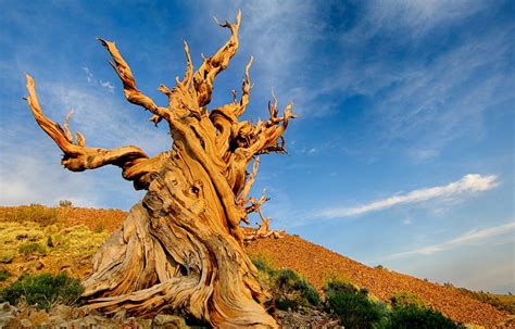 5000 Year Old Miracle Tree Is The Oldest Tree In The World Know The