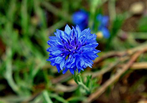 50 Pcs Cornflower Blue Boy Seeds Centaurea Cyanus Blue Boy Etsy