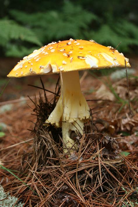 Common Mushrooms In Michigan All Mushroom Info