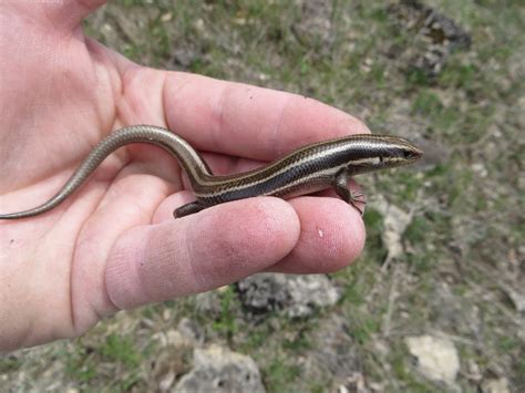 Five Lined Skink Plestiodon Fasciatus Reptiles And Amphibians Of Iowa