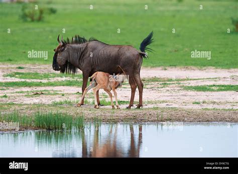 Animals Water Hole Hi Res Stock Photography And Images Alamy