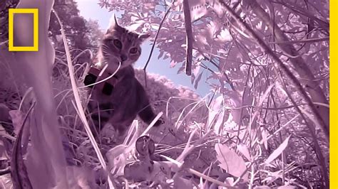 Pov Kittycam Reveals These Stray Cats Prey On More Than Birds