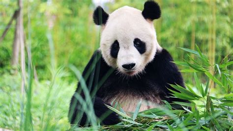 Live How Does Giant Panda Tai Shan Spend Its Day Cgtn