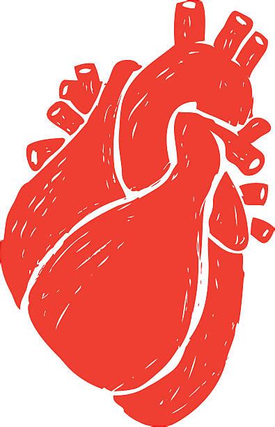 Human Heart Clip Art Vector Images And Illustrations Istock