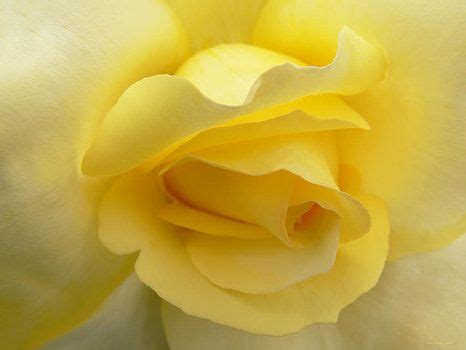 Jennie Marie Schell Softness Of A Yellow Rose Floral Art Rose