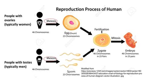 Diagram Of Human Reproductive Process — Gender Inclusive Biology