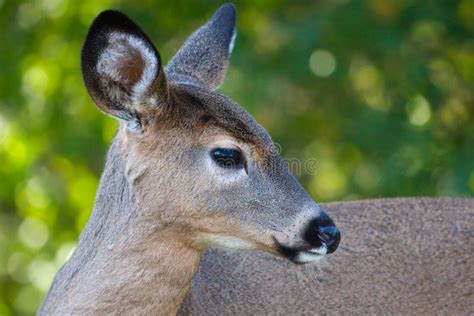 Close Up Portrait Of Female Deer Stock Image Image Of Animal White