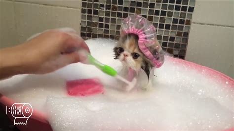 Pet Animal Getting Bath Funny Youtube