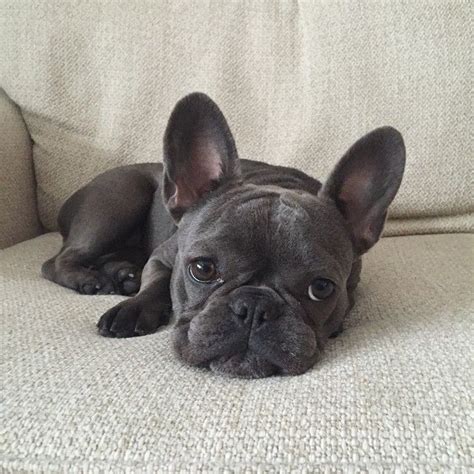 Cutest French Bulldog Puppies In The World Pets Lovers