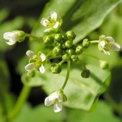 Ярутка лечебные свойства и противопоказания, якутка трава