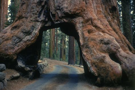 California La Famosa Sequoia Secolare Pioneer Cabin Tree è Crollata Lifegate