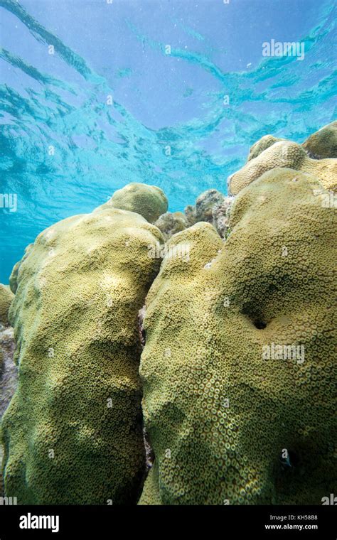 Boulder Star Coral Fotografías E Imágenes De Alta Resolución Alamy