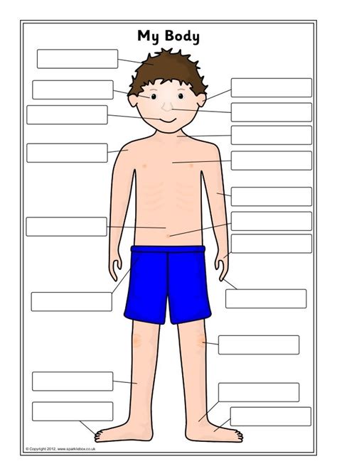 Ks1 Human Body Parts Labeling Activity Teaching Resources Human Body