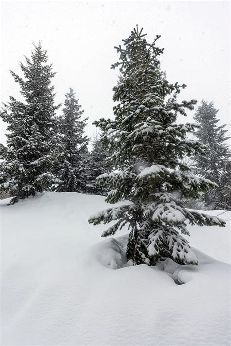 Snowy Pine Tree Photograph By Svetlana Sewell Fine Art America