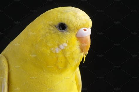 It Was All Yellow Budgerigar Yellow Parakeet Budgies
