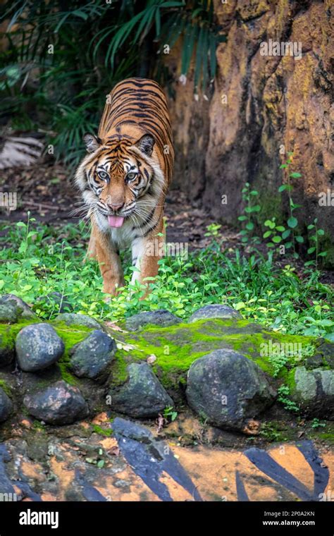 The Closeup Image Of Sumatran Tiger It Is A Tiger Population In The