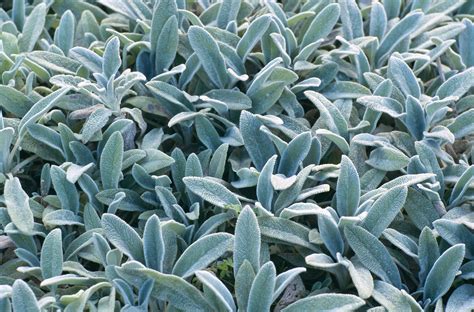 Ground Covers For Sun The Best Plants For Sunny Spots