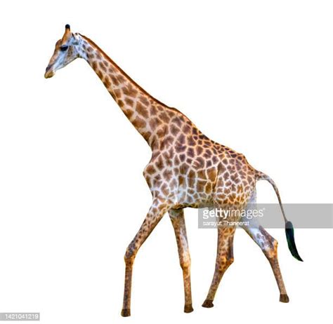 Giraffe Tail Photos And Premium High Res Pictures Getty Images