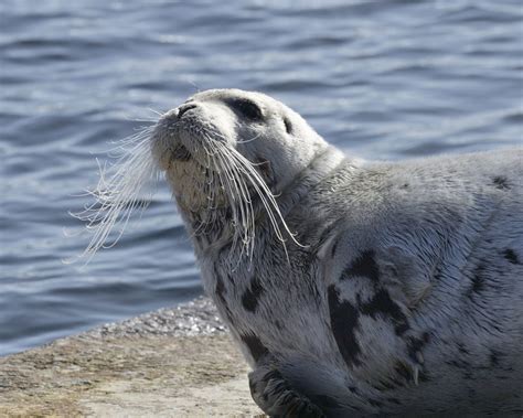 Seal feat santana — you are seal feat mylene farmer — les mots (best of 2011). Rare sighting of bearded seal sunbathing in Shetland - SWNS