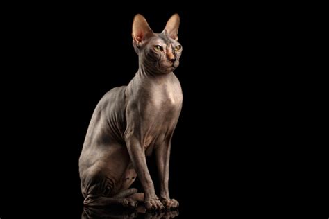 Picture taken in the studio on a dark sphynx cat is sleeping. 30 Egyptian Cat Names For Sphynx Cats - We're all About ...