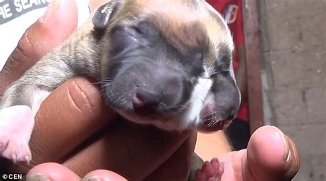 Puppy Born With Two Heads In Peru Big World News